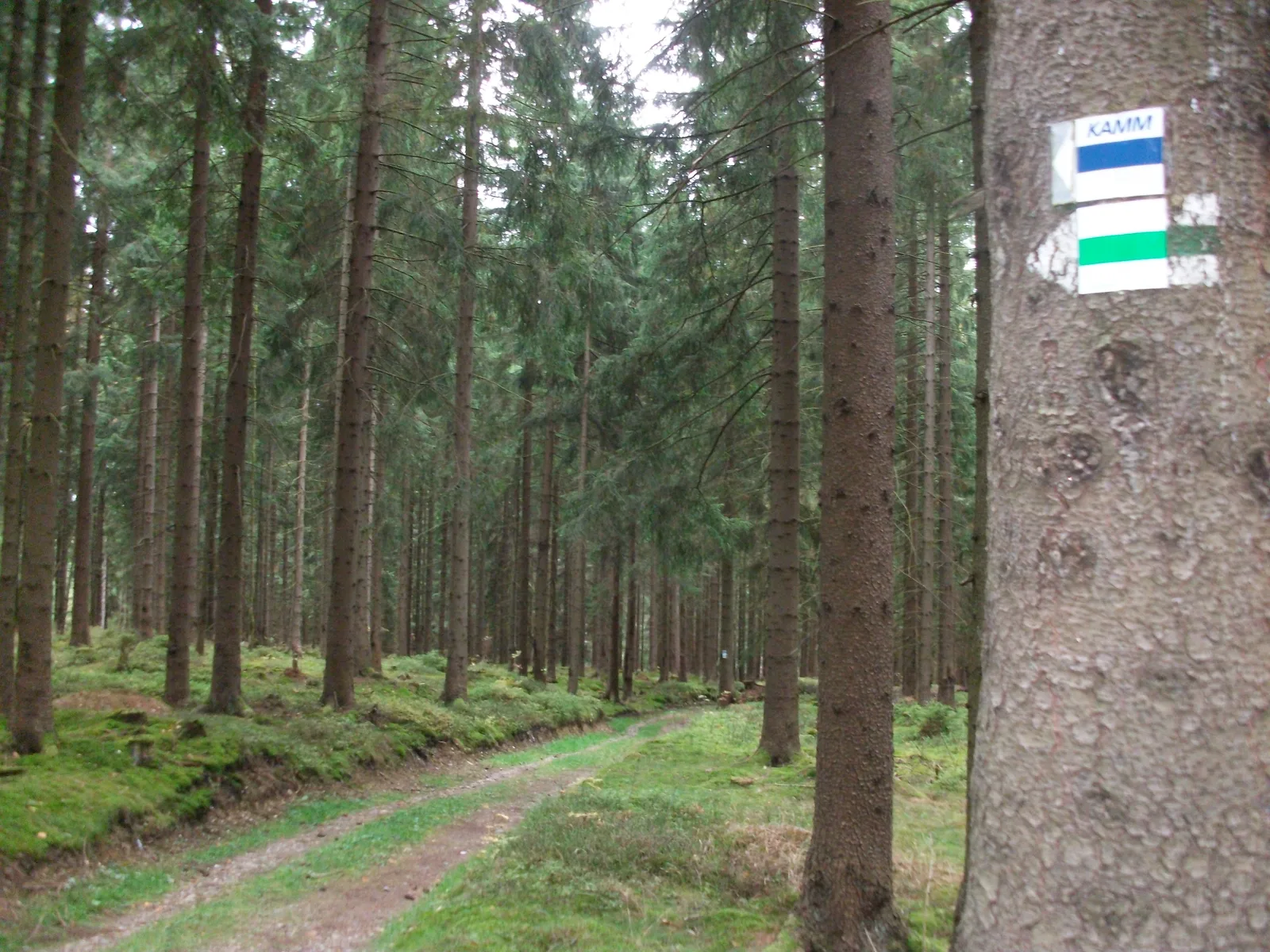 13. Sachsentrail im Erzgebirge - 75km