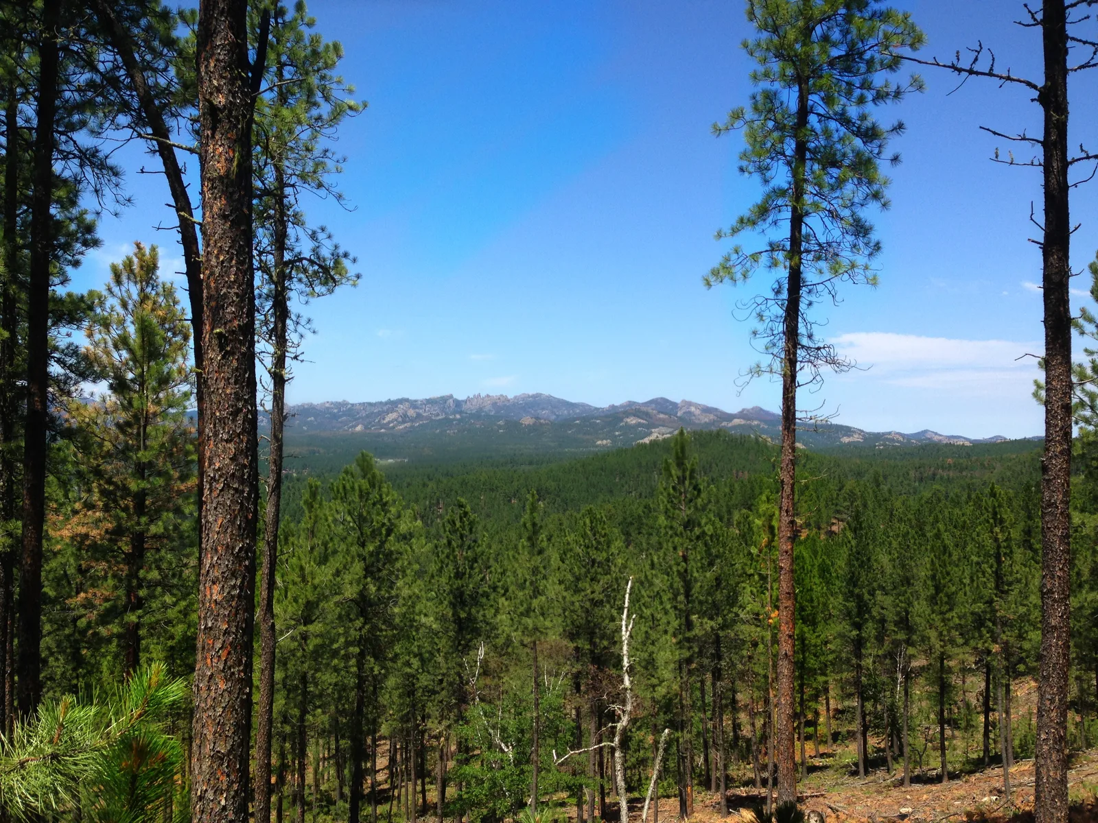 16th Black Hills 100 Mile Run - 100mi