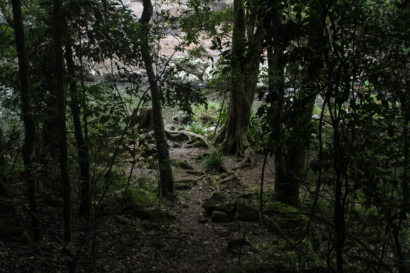 Byron Rainforest Run - 50K