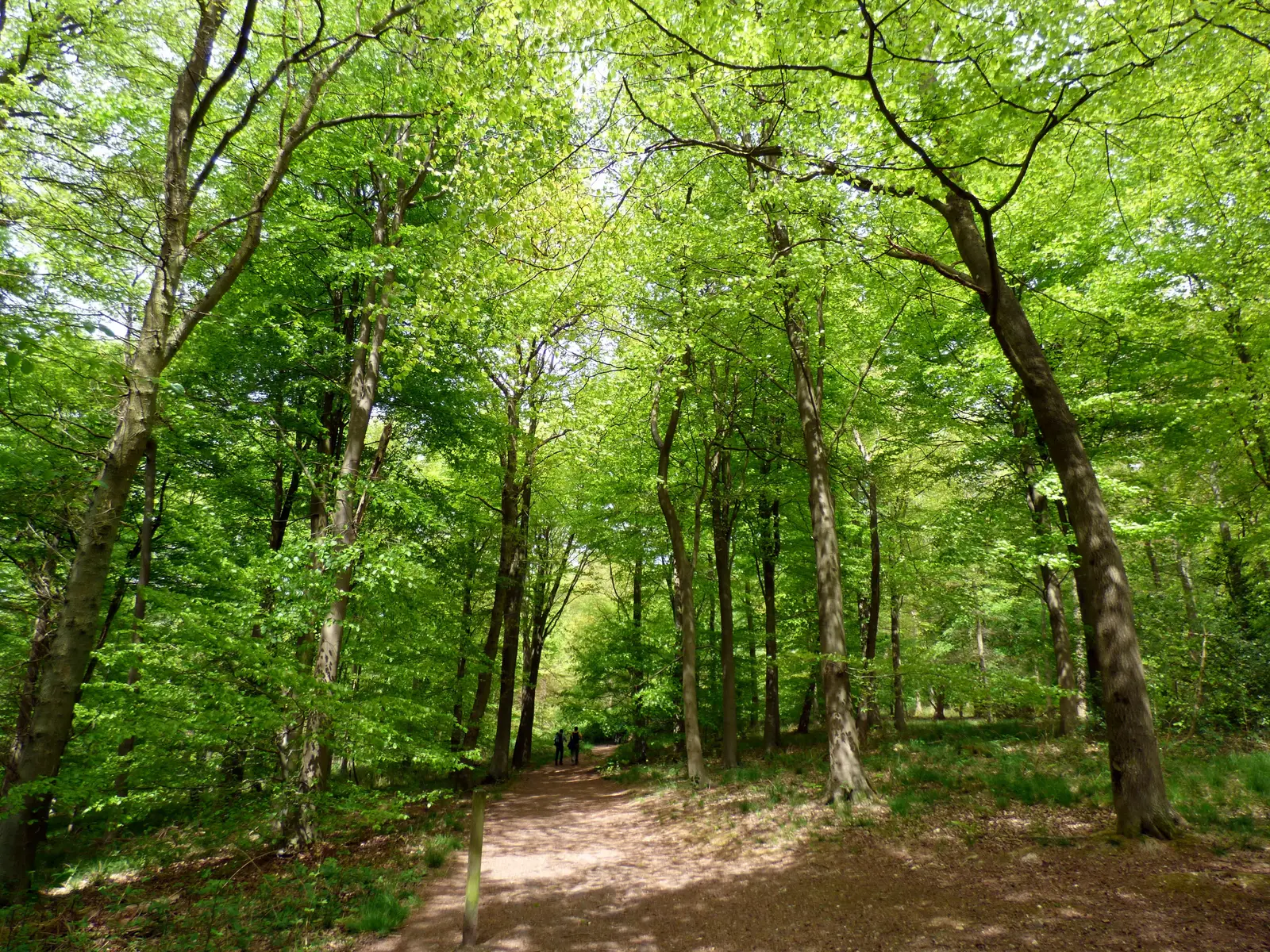 Centurion - Running Wendover Woods 100®