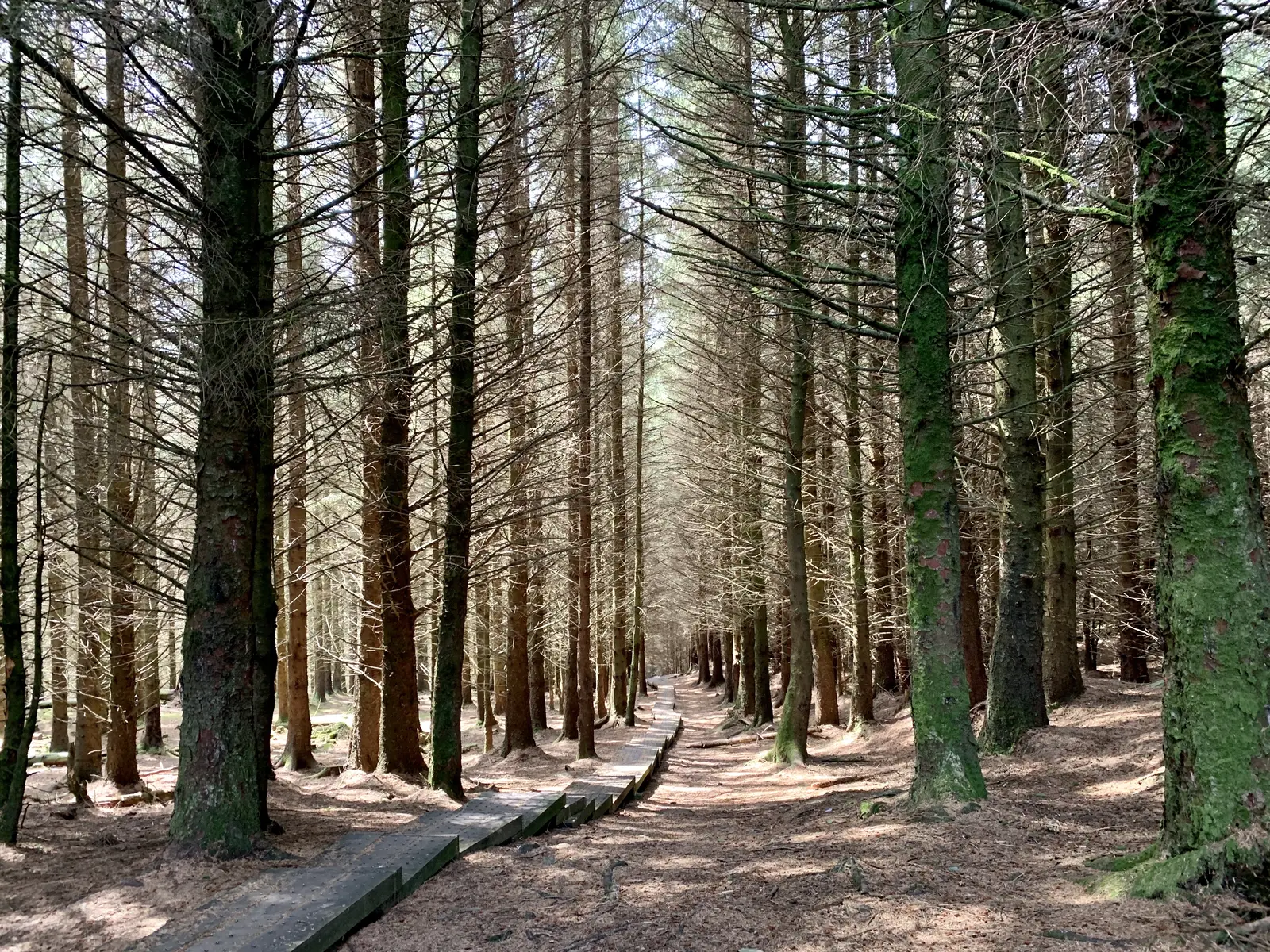 Glendalough Races - 80K
