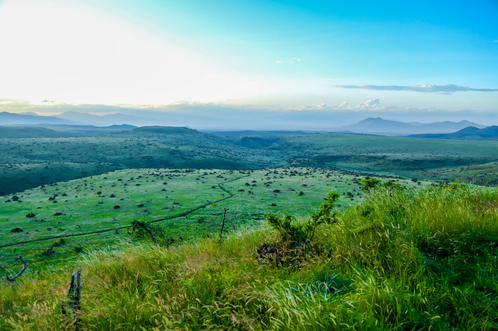 Lewa Safari Marathon