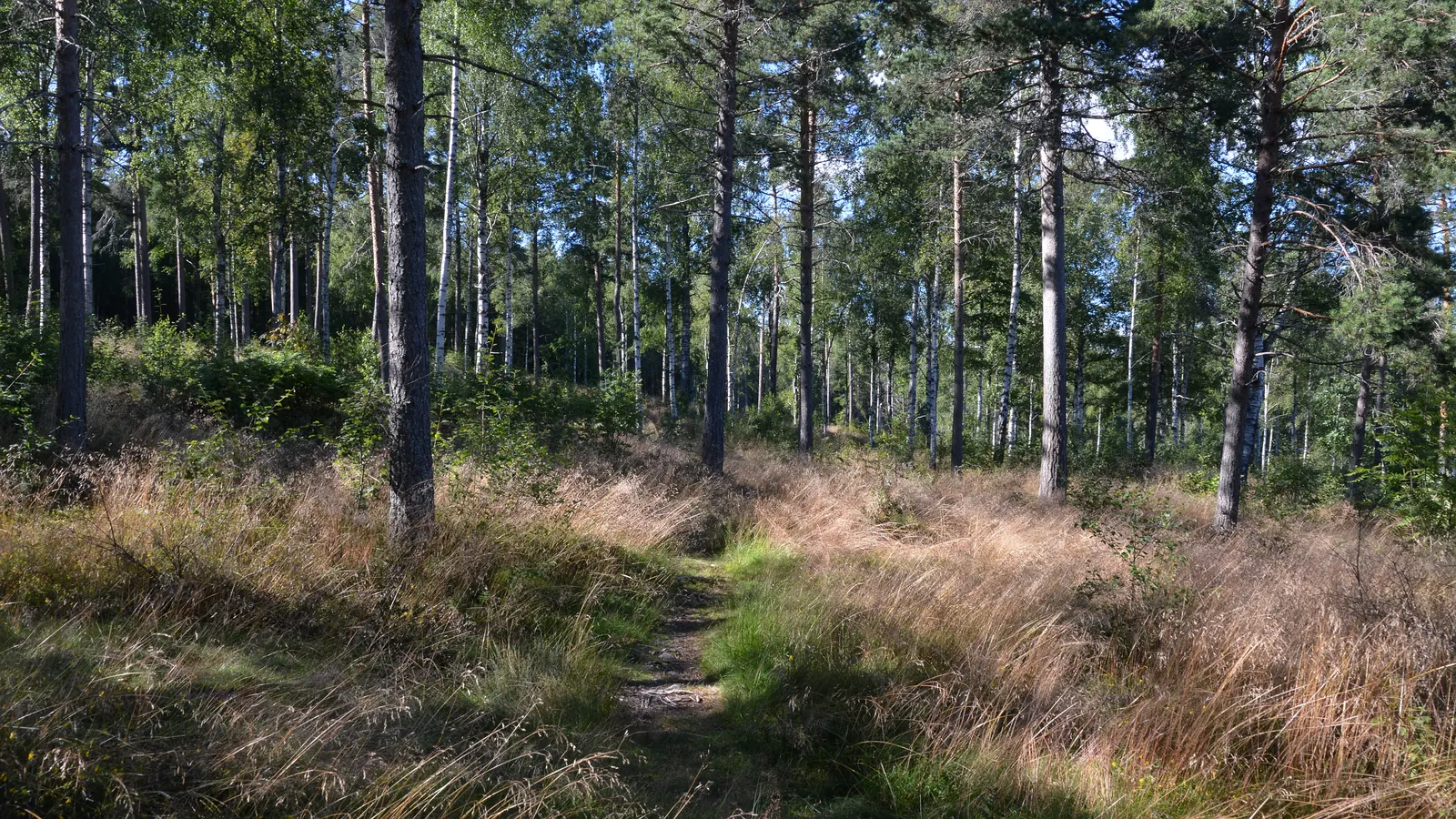 Nordmarka Forest Marathon