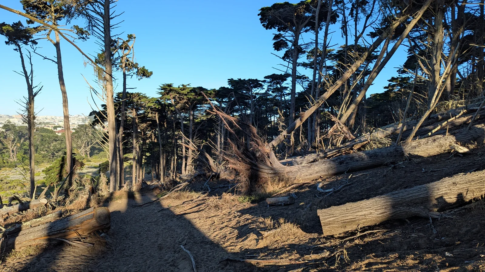 Presidio Half Marathon