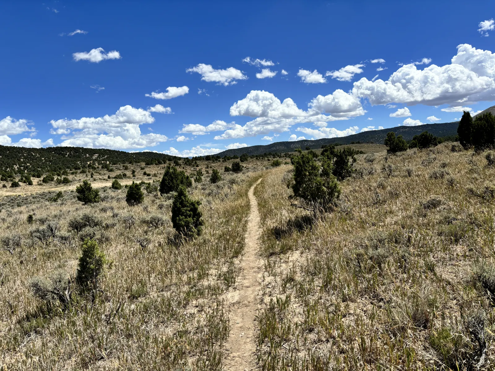 Ward Mountain Trail Run 2026 — Date, Distances & Entry | Sunday Marathon