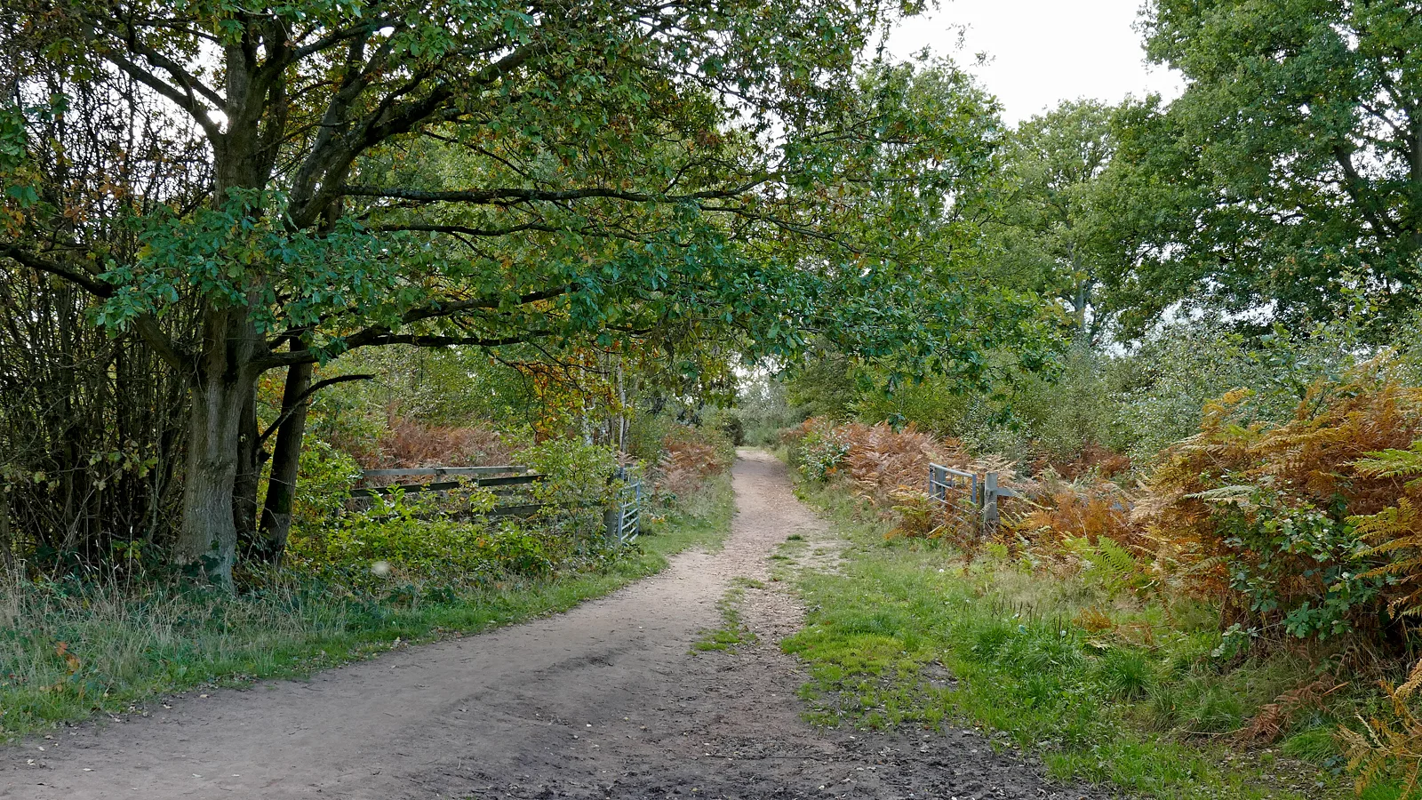 Wyre Forest Trail Races
